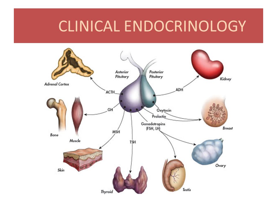 Clinical Endocrinology Software Offline Installer Download